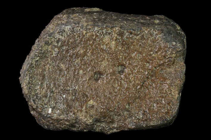 Fossil Ichthyosaur (Opthalmosaurus) Flipper Digit - England #136740